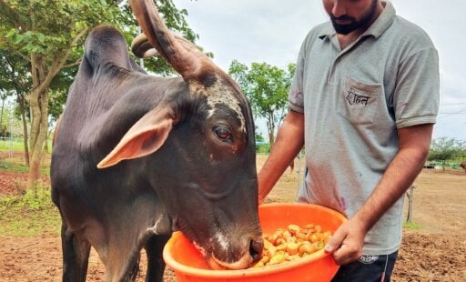 Bendur Festival 2025: Honoring Retired Bullocks at Animal Rahat Sanctuary