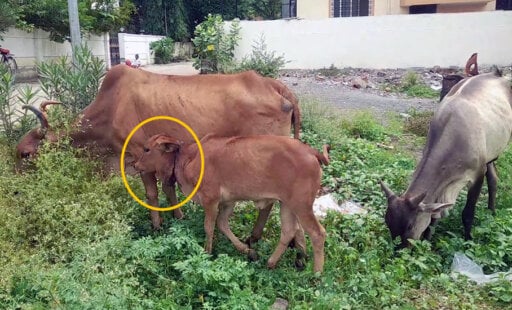 This Young Bull Calf Is no Longer Neck Deep in Trouble