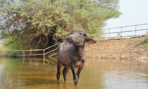 Hello, Draupadi! Rescued on India’s Independence Day