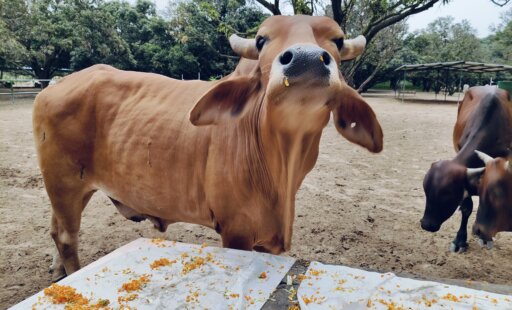 A Christmas Feast for Rescued Animals
