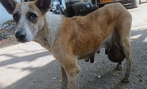 Diya Could Barely Walk. Now, She’s Running Free