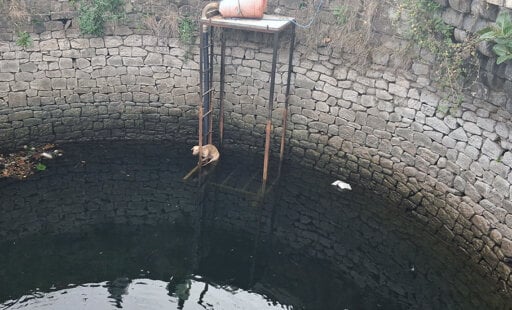 A Nick of Time Rescue for a Dog Clinging to a Ladder—and to Hope
