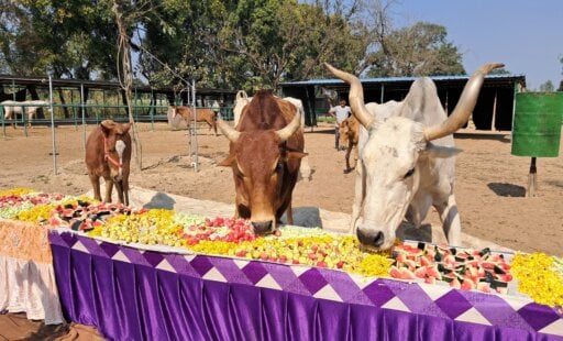 देखिए, राणापुर सैंक्चूरि अभयारण्य के निवासी कैसे मनाते हैं जश्न