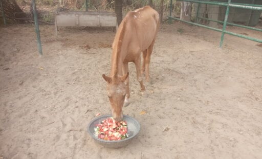 Rakhi, Raju, Rocky, and Shiva Discover the Sweet Life
