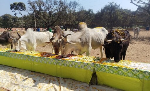 रवीना टंडन और राशा थडानी ने एनिमल राहत अभयारण्य के पशु निवासियों के साथ मनाई ‘फूलों की होली’