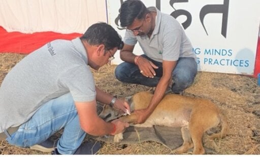 Dog Freed From More Than Four Years of a Broken-Steel Kettle Being Stuck Around His Neck
