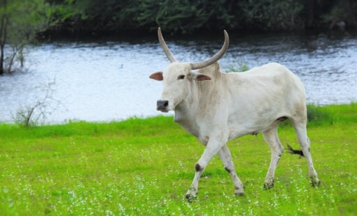 Every Working Animal Deserves Rahat