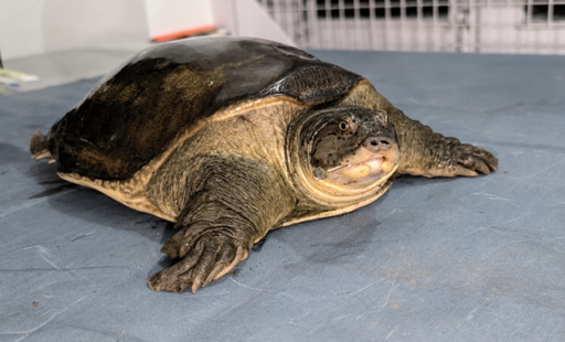 World Oceans Day: Story of The Turtle Who Survived A Fishing Hook