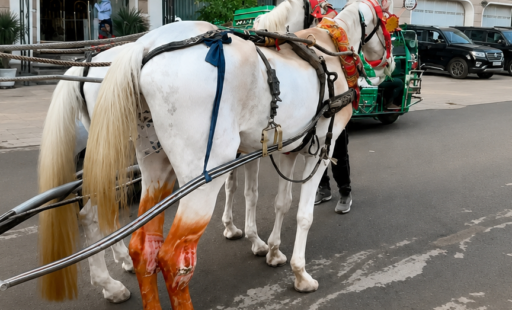 No Horse Should Suffer for a Celebration
