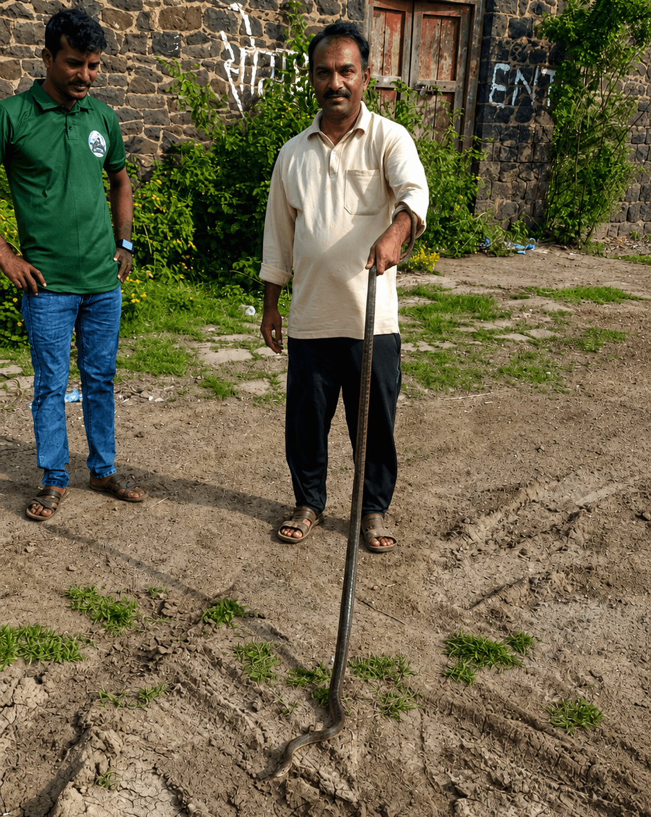 Mr. Sachin rescuing snake
